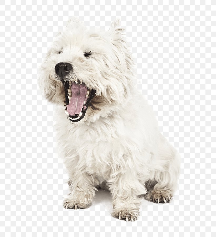 West Highland White Terrier Glen Of Imaal Terrier Cairn Terrier Dutch Smoushond Maltese Dog, PNG, 600x900px, West Highland White Terrier, Breed, Cairn Terrier, Carnivoran, Companion Dog Download Free