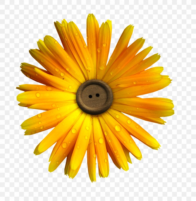 Flower Yellow Clip Art, PNG, 1467x1500px, Flower, Close Up, Daisy, Daisy Family, Digital Image Download Free