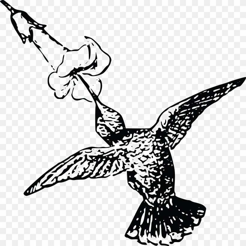 Hummingbird Drawing Clip Art, PNG, 4000x4004px, Hummingbird, Art, Artwork, Beak, Bird Download Free