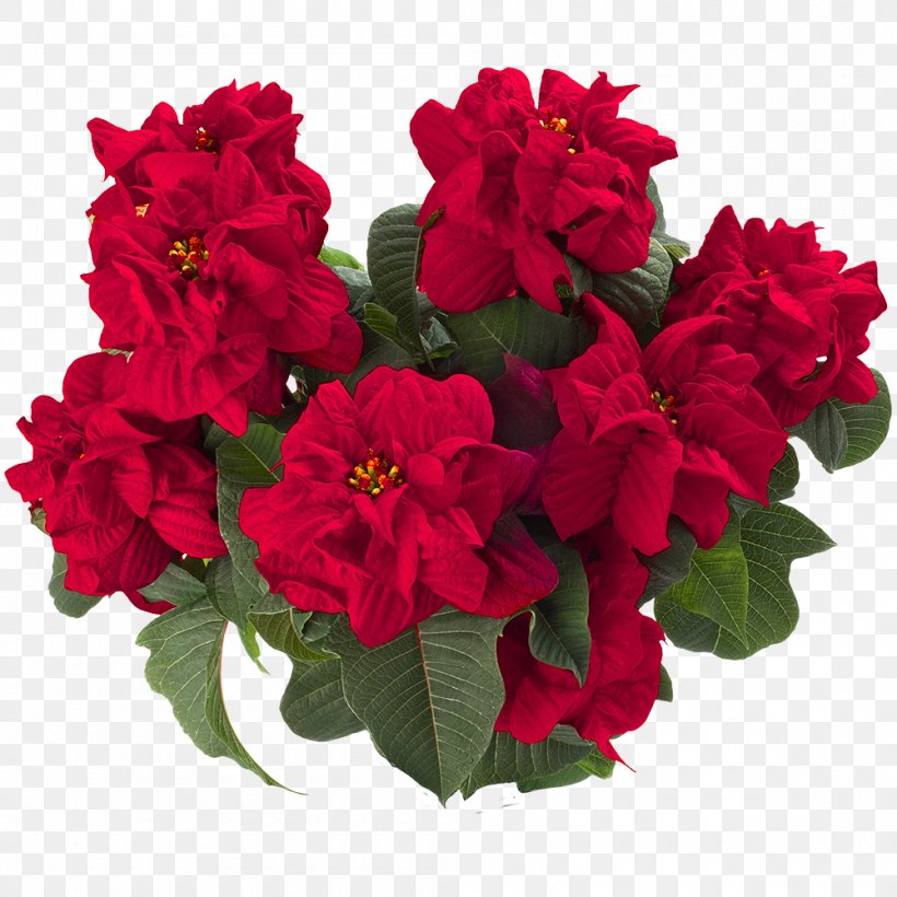 Joyplant Begonia Flower Bract Poinsettia, PNG, 1000x1000px, Begonia, Annual Plant, Bract, Cut Flowers, Flower Download Free