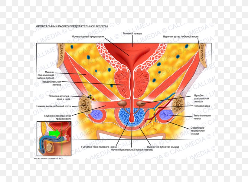 Prostate Urinary Bladder Pelvis Genitourinary System Anatomy, PNG, 600x600px, Watercolor, Cartoon, Flower, Frame, Heart Download Free
