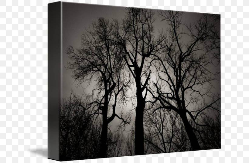 Still Life Photography Desktop Wallpaper Picture Frames Stock Photography, PNG, 650x539px, Photography, Black And White, Branch, Computer, Forest Download Free
