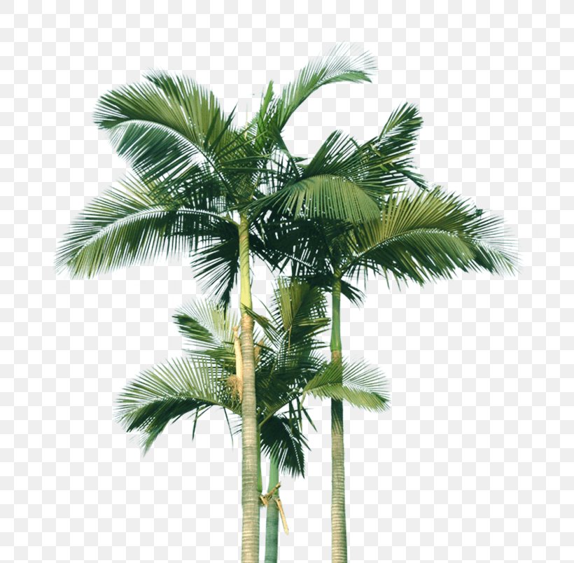 Coconut Palm Trees Image, PNG, 804x804px, Coconut, Areca Nut, Arecales, Asian Palmyra Palm, Attalea Speciosa Download Free