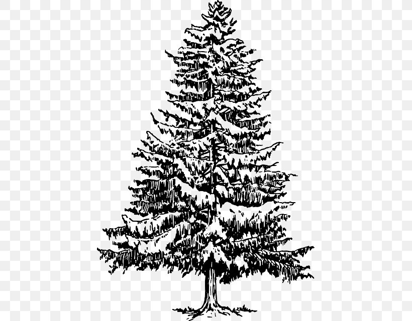 Eastern White Pine Fir Spruce Clip Art, PNG, 433x640px, Pine, Black And White, Branch, Christmas Decoration, Christmas Ornament Download Free