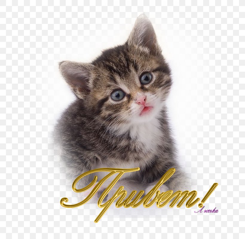 Kitten American Shorthair Clip Art, PNG, 712x800px, Kitten, American Shorthair, American Wirehair, Asian, California Spangled Download Free