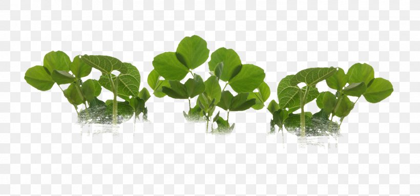 Leaf Greens Herbalism Plant Stem, PNG, 1600x748px, Leaf, Grass, Greens, Herb, Herbalism Download Free