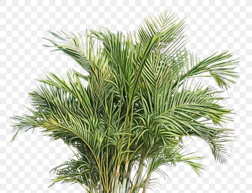 Plant White Pine Tree Grass Terrestrial Plant, PNG, 759x630px, Watercolor, Grass, Leaf, Paint, Plant Download Free