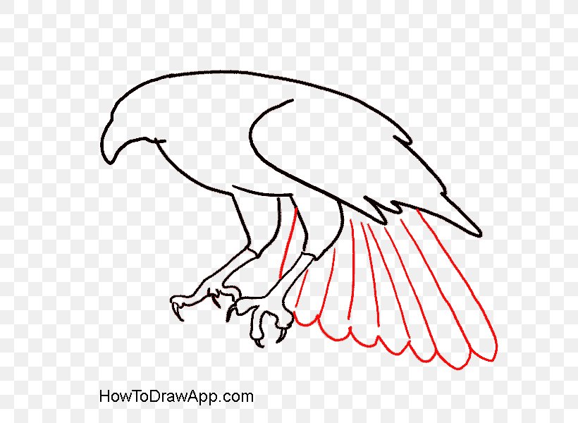 Bald Eagle Drawing Clip Art Bird, PNG, 600x600px, Bald Eagle, Accipitriformes, Area, Art, Artwork Download Free