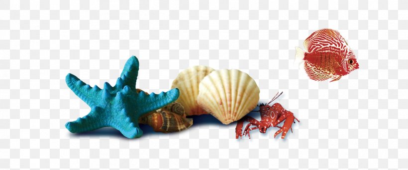 Seashell, PNG, 1161x486px, Seashell, Beach, Conch, Organism, Plastic Download Free