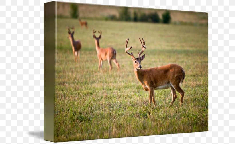 White-tailed Deer Deer Hunting Antler, PNG, 650x504px, Whitetailed Deer, Antler, Chronic Wasting Disease, Deer, Deer Hunting Download Free