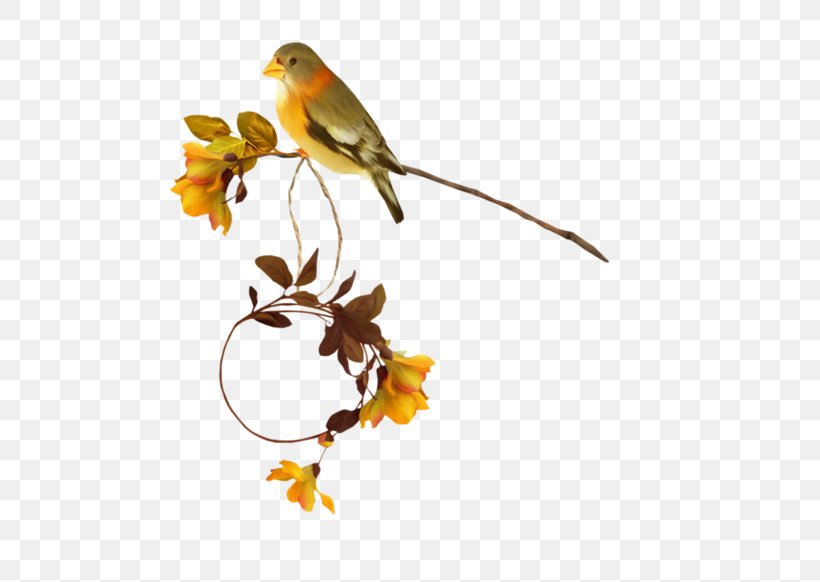 Bird Euclidean Vector, PNG, 600x582px, Bird, Beak, Bird Supply, Branch, Chart Download Free
