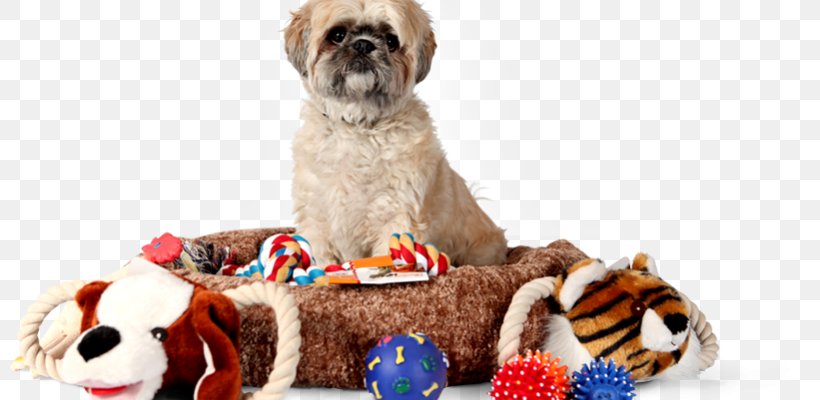 Dog Pet Sitting Cat Kennel, PNG, 800x400px, Dog, Animal, Animal Rescue Group, Animal Shelter, Carnivoran Download Free