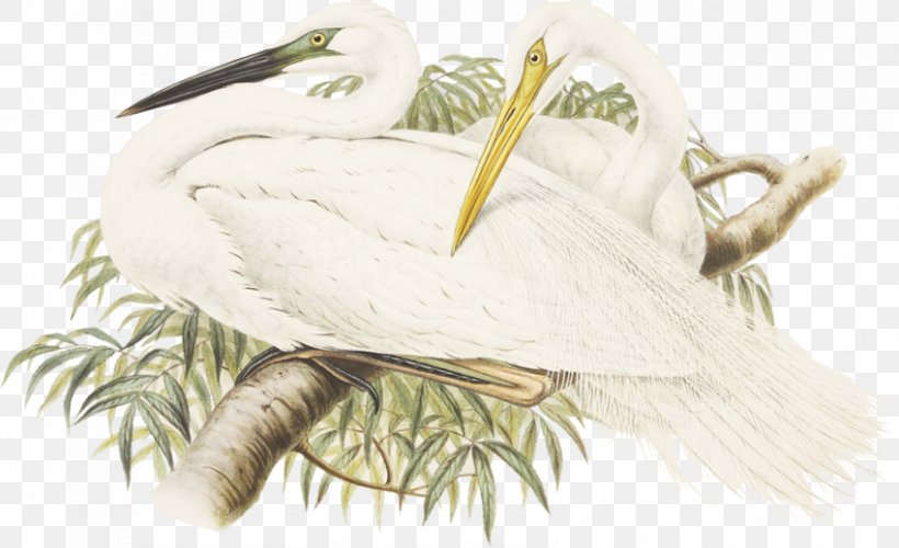 Feather Water Bird Beak Great Egret, PNG, 850x519px, Feather, Art, Beak, Bird, Egret Download Free