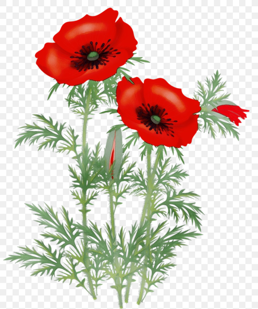 Flower Red Oriental Poppy Plant Coquelicot, PNG, 800x983px, Watercolor, Coquelicot, Corn Poppy, Flower, Oriental Poppy Download Free