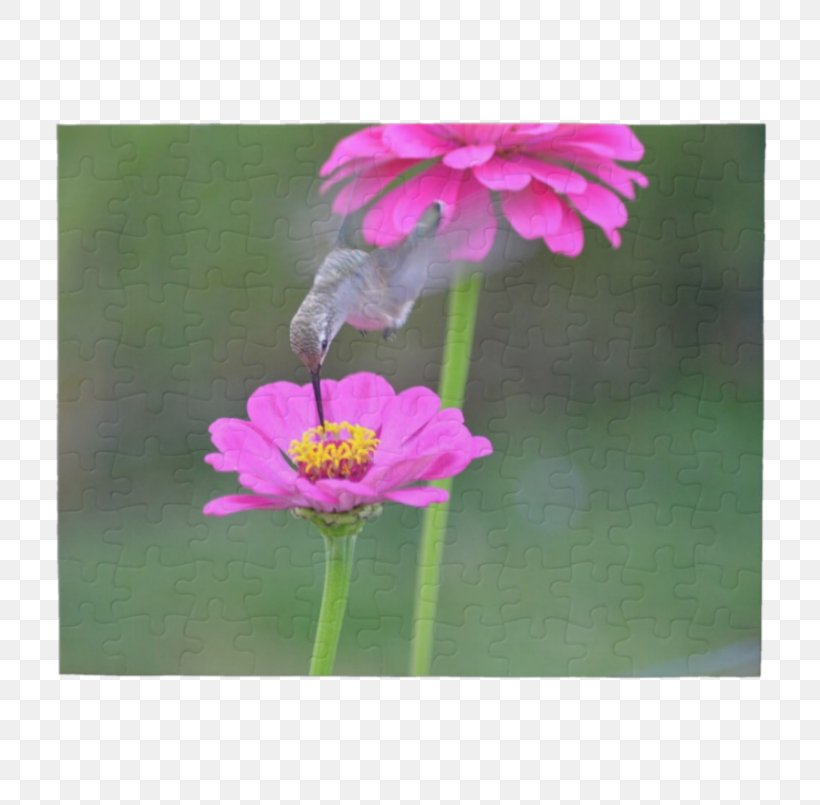 Garden Cosmos Lawn Wildflower Pink M Plant Stem, PNG, 805x805px, Garden Cosmos, Cosmos, Flora, Flower, Flowering Plant Download Free