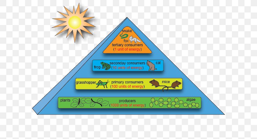 Energy Flow Ecosystem Ecological Pyramid Ecology Food Chain, PNG, 616x445px, Energy Flow, Area, Biogeochemical Cycle, Biology, Biome Download Free