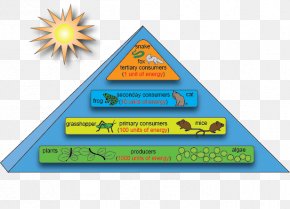 Biodiversity Consumer Ecosystem Ecological Pyramid, PNG, 1608x2600px ...