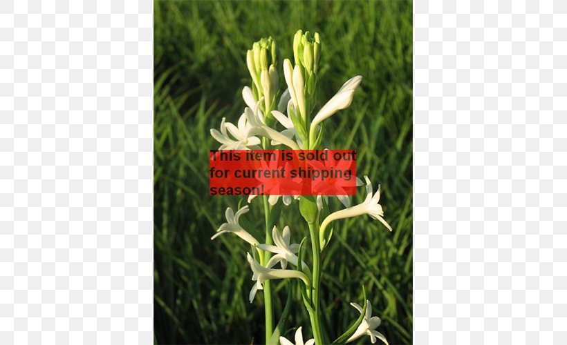 Flowering Plant Herb, PNG, 500x500px, Flower, Flowering Plant, Grass, Herb, Plant Download Free