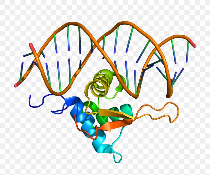 FOXO1 FOX Proteins Fork Head Domain Gene, PNG, 1200x1000px, Watercolor, Cartoon, Flower, Frame, Heart Download Free