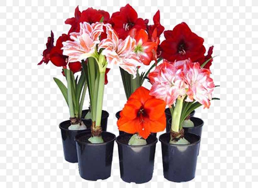 Hippeastrum Flowerpot Ornamental Bulbous Plant, PNG, 600x600px, Hippeastrum, Amaryllis, Amaryllis Belladonna, Amaryllis Family, Artificial Flower Download Free