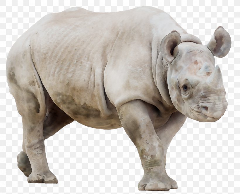 Javan Rhinoceros White Rhinoceros Horn, PNG, 2812x2282px, Rhinoceros, Animal, Animal Figure, Black Rhinoceros, Drawing Download Free