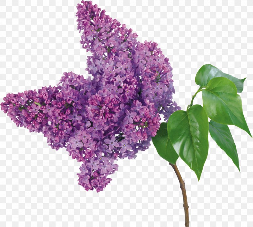 Lilac Flower Bouquet Branch Petal, PNG, 1200x1081px, Lilac, Blossom, Branch, Color, Cut Flowers Download Free