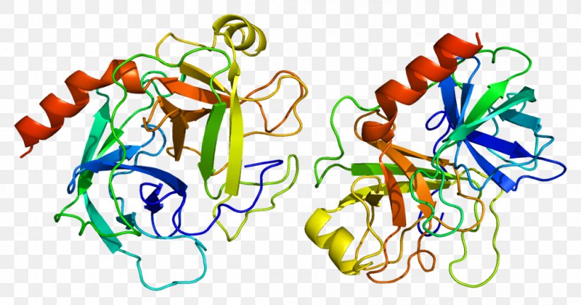 Trypsin 1 Enzyme Trypsinogen Serine Protease, PNG, 1039x547px, Trypsin, Art, Artwork, Biochemistry, Biology Download Free