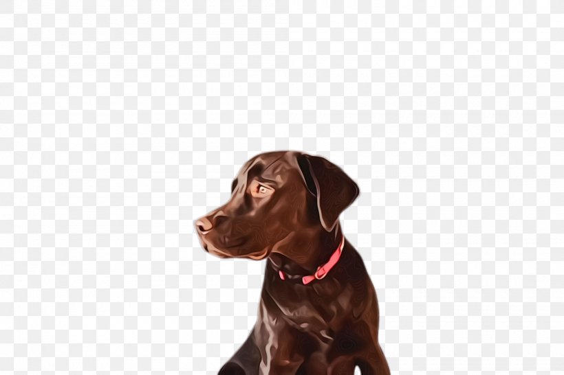 Dog Dog Breed Labrador Retriever Sporting Group Pointing Breed, PNG, 2000x1332px, Watercolor, Dog, Dog Breed, Labrador Retriever, Paint Download Free