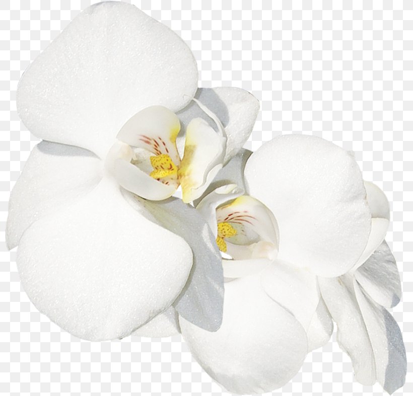 Moth Orchids Cut Flowers LiveInternet Diary, PNG, 800x787px, Moth Orchids, Archive File, Author, Cut Flowers, Diary Download Free