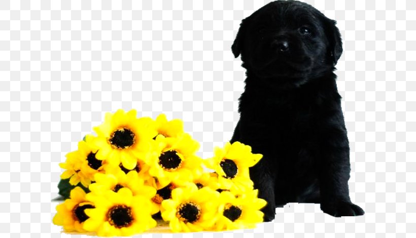 Dog Breed Hemau Puppy, PNG, 620x470px, Dog, Breed Group Dog, Carnivoran, Companion Dog, Dog Breed Download Free