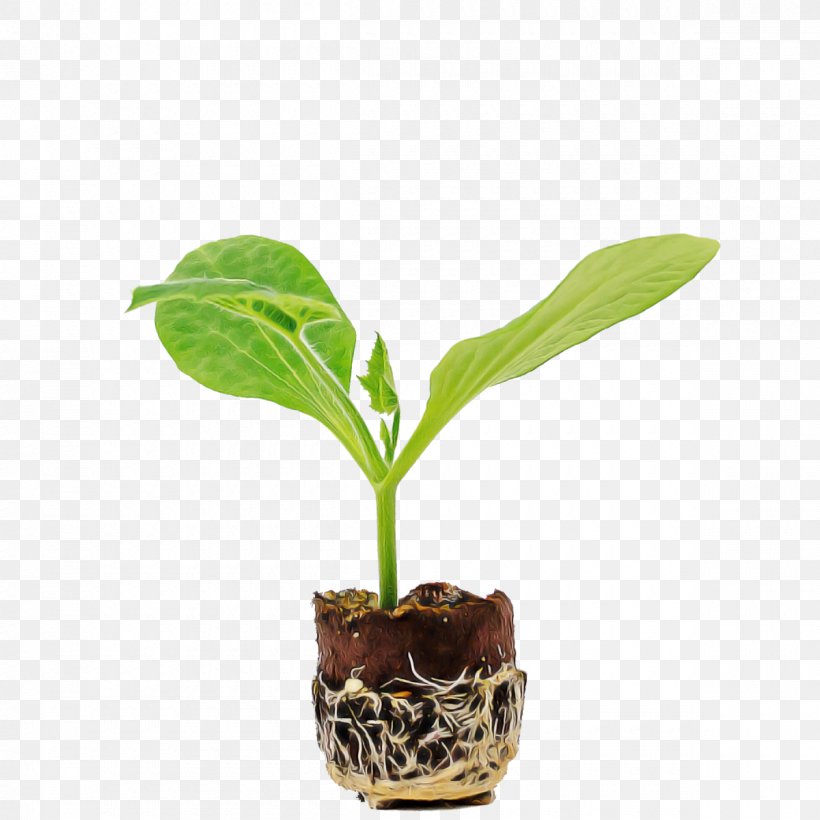 Flower Plant Flowerpot Leaf Houseplant, PNG, 1200x1200px, Flower, Anthurium, Arum Family, Flowerpot, Houseplant Download Free
