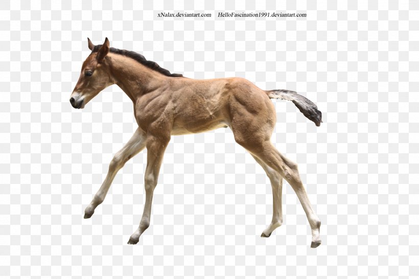 Foal Colt Mare Stallion Mustang, PNG, 2136x1424px, Foal, Animal, Animal Figure, Bit, Colt Download Free