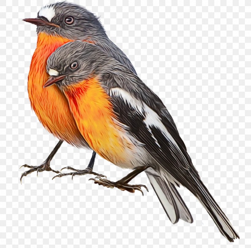 Robin Bird, PNG, 1105x1094px, Watercolor, American Robin, Beak, Bird, Bird Nest Download Free