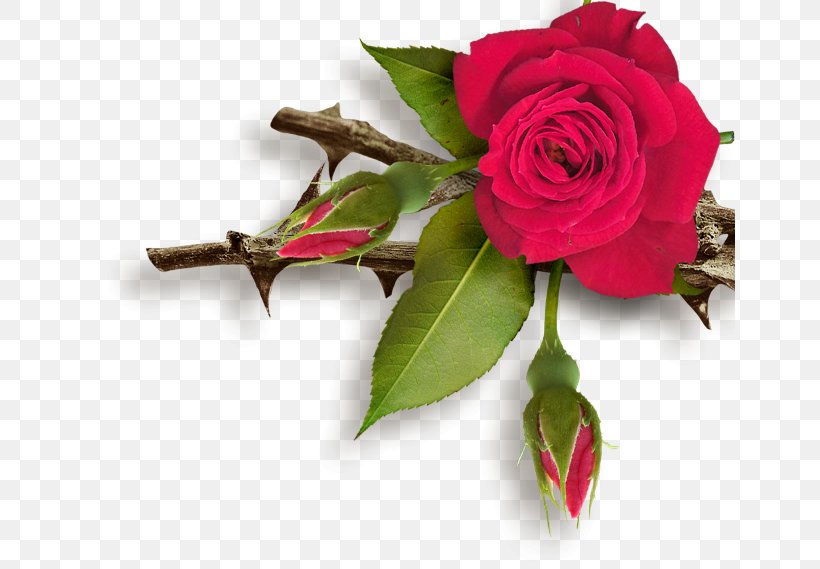 Garden Roses Rose Garden Flower, PNG, 650x569px, Garden Roses, Artificial Flower, Cut Flowers, Floral Design, Floristry Download Free