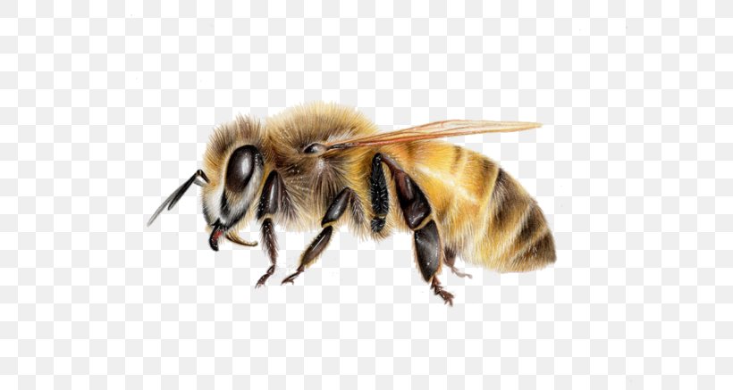 Honey Bee Hornet Insect Wasp, PNG, 600x437px, Honey Bee, Art, Arthropod, Artist, Bee Download Free