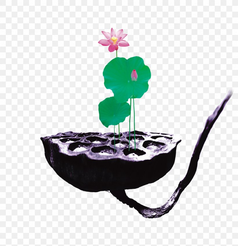 Nelumbo Nucifera Lotus Seed Lotus Root, PNG, 1089x1123px, Nelumbo Nucifera, Chinese Herbology, Green, Ink, Lotus Root Download Free