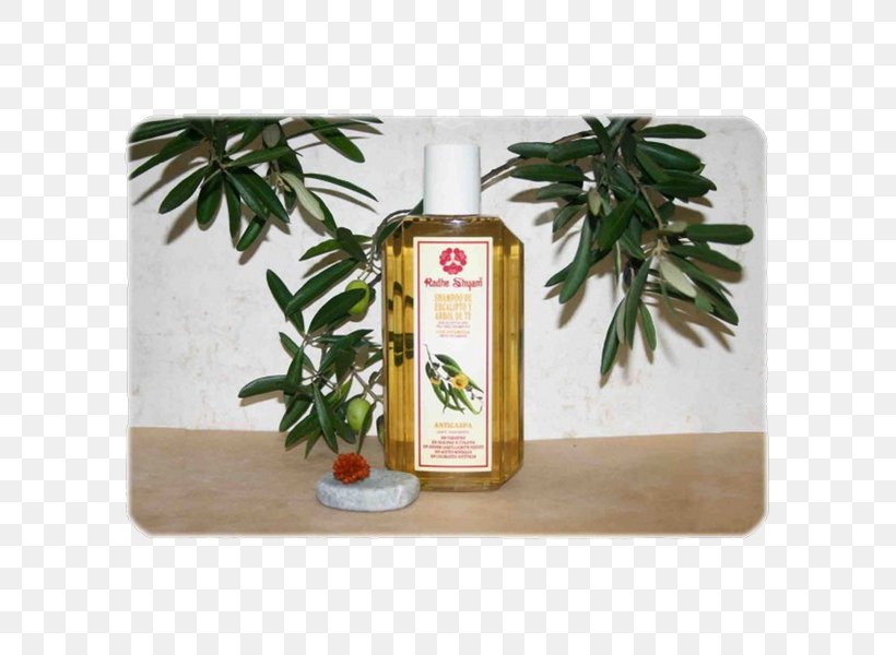 Shampoo Gum Trees Hair Eyelash, PNG, 600x600px, Shampoo, Cosmetics, Decyl Glucoside, Eyelash, Gum Trees Download Free