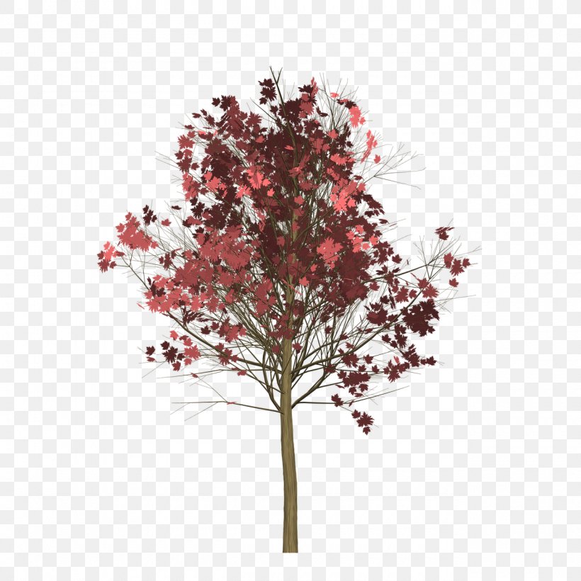 Twig Tree Red Maple Japanese Maple Clip Art, PNG, 1280x1280px, Twig, Blossom, Branch, Brown, Flower Download Free