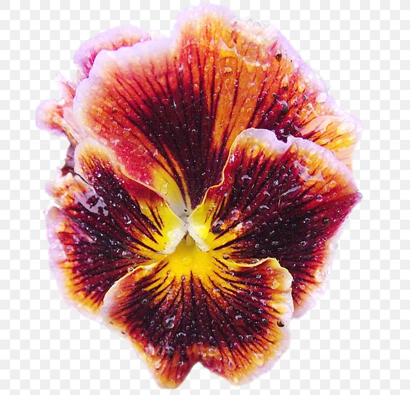 Pansy Petal Flower, PNG, 677x791px, 31 July, 2017, Pansy, Advertising, Flower Download Free