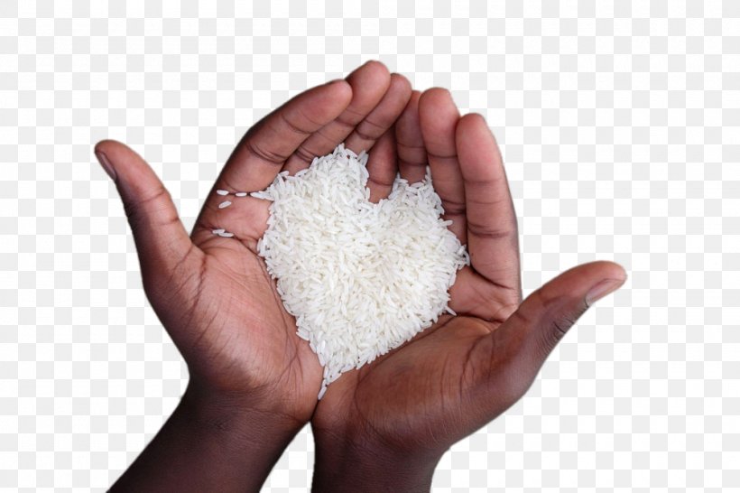 Seductions Of Rice: A Cookbook Sona Masuri Oryza Sativa Basmati, PNG, 1000x667px, Rice, Basmati, Brown Rice, Cereal, Company Download Free