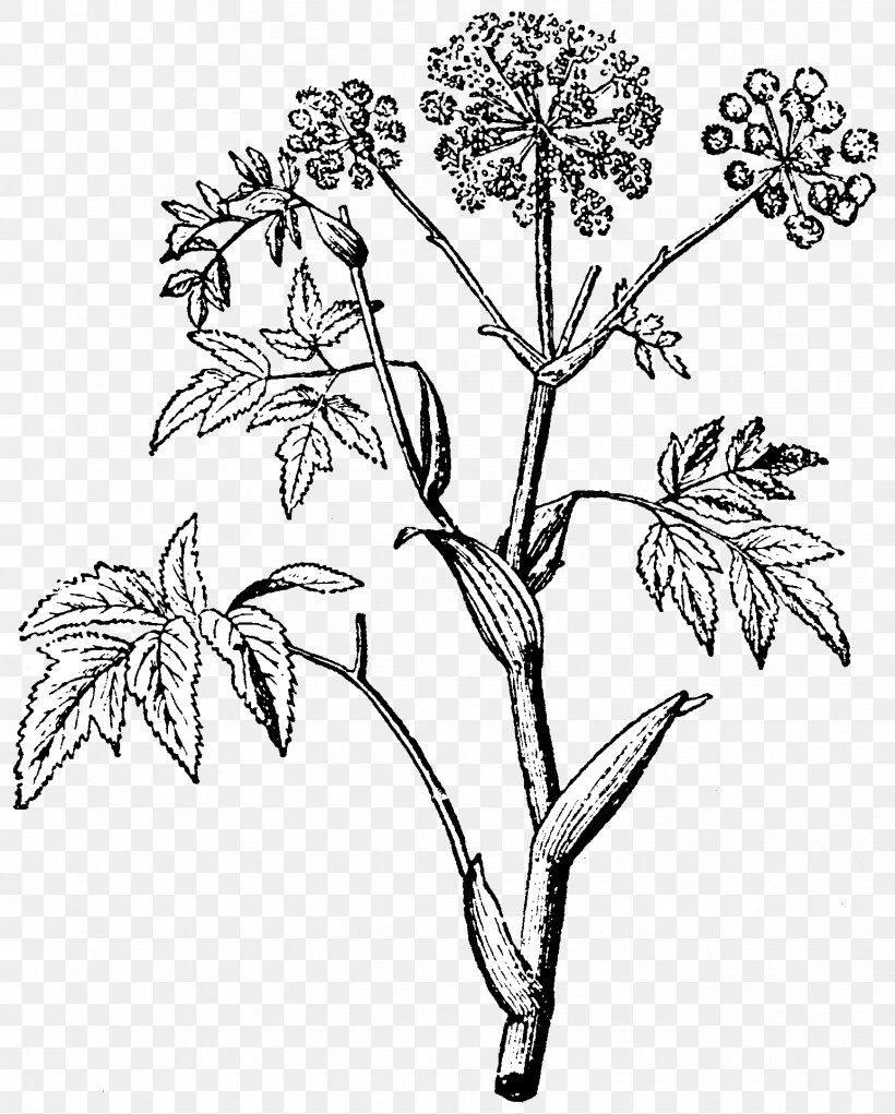 Angelica Archangelica Nordisk Familjebok Plant Stem Leaf, PNG, 1544x1924px, Angelica Archangelica, Archangelica, Bitters, Black And White, Branch Download Free