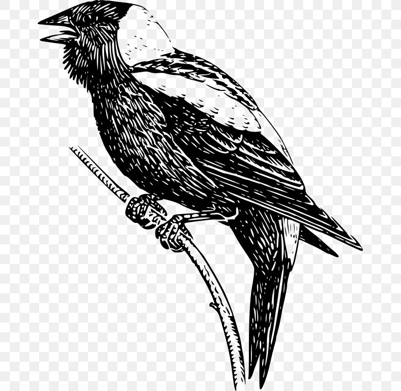 Bobolink Clip Art, PNG, 665x800px, Bobolink, Beak, Bird, Bird Of Prey, Black And White Download Free