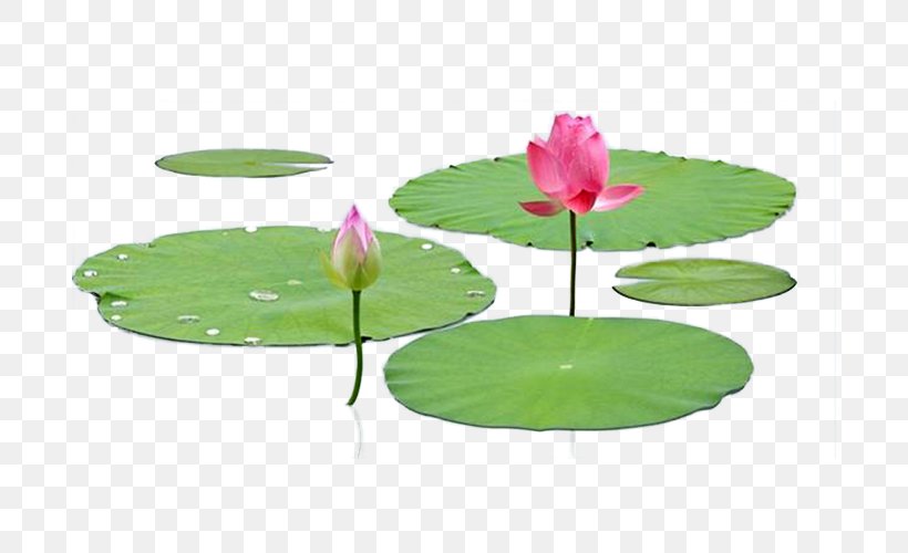 Nelumbo Nucifera Leaf Lotus Effect, PNG, 750x500px, Nelumbo Nucifera, Aquatic Plant, Flower, Grass, Green Download Free