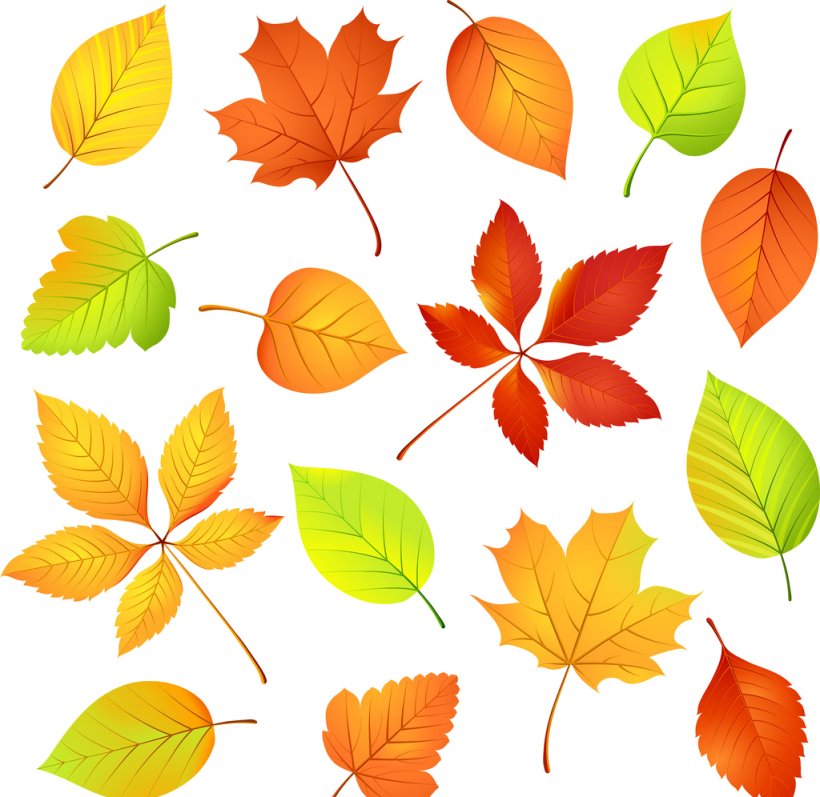 Autumn Clip Art Vector Graphics Illustration Leaf, PNG, 1024x996px, Autumn, Autumn Leaf Color, Deciduous, Flower, Leaf Download Free