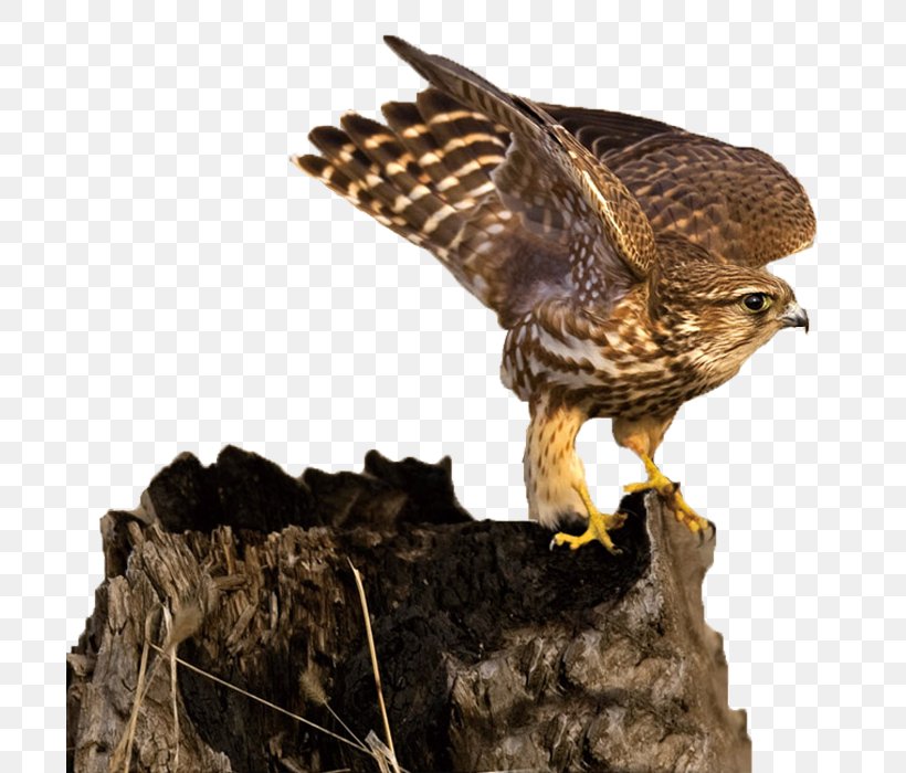 Hawk Falconidae Eagle, PNG, 700x700px, Hawk, Accipitriformes, Beak, Bird, Bird Of Prey Download Free