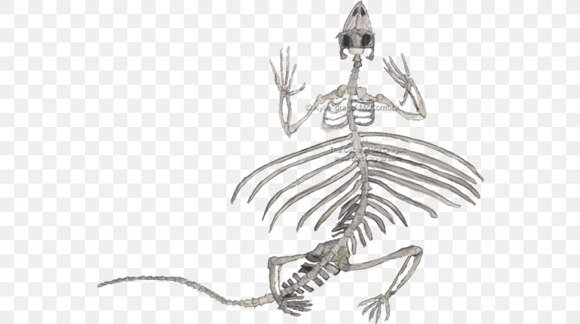 Lizard Reptile Human Skeleton Draco Volans, PNG, 550x459px, Lizard, Anatomy, Arboreal Locomotion, Black And White, Body Jewelry Download Free