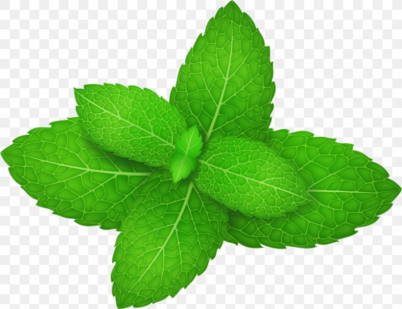 Mentha Spicata Peppermint Herb Leaf, PNG, 929x714px, Mentha Spicata, Herb, Herbalism, Leaf, Menthol Download Free