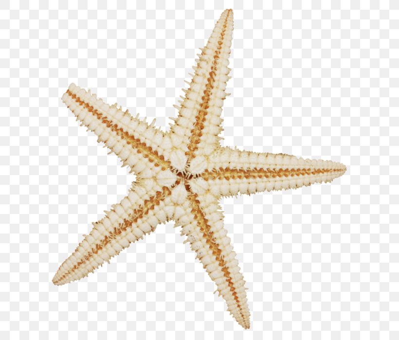 Starfish Mollusc Shell Sea Echinoderm Sand, PNG, 657x699px, Starfish, Beach, Echinoderm, Invertebrate, Marine Invertebrates Download Free