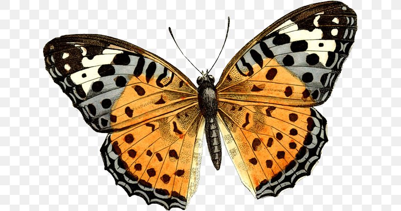 Butterfly Clip Art, PNG, 646x433px, Butterfly, Arthropod, Brush Footed Butterfly, Document, Insect Download Free