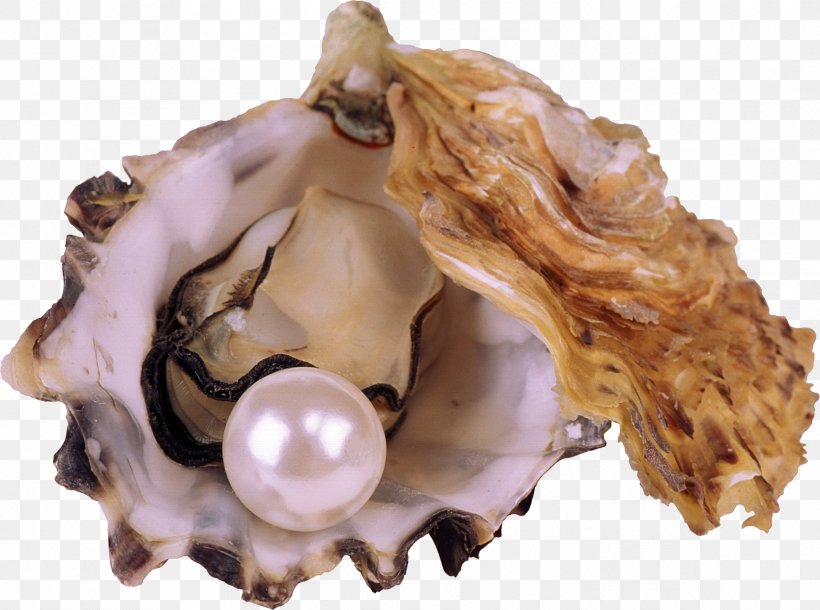 Die Heimliche Unterstxfctzung Der Sucht: Co-Abhxe4ngigkeit Pearl Seashell Nayada Wallpaper, PNG, 2392x1780px, Pearl, Abalone, Animal Source Foods, Clam, Clams Oysters Mussels And Scallops Download Free